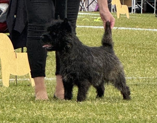 Se uch Goldclint's Green Arrow - 1 cacib