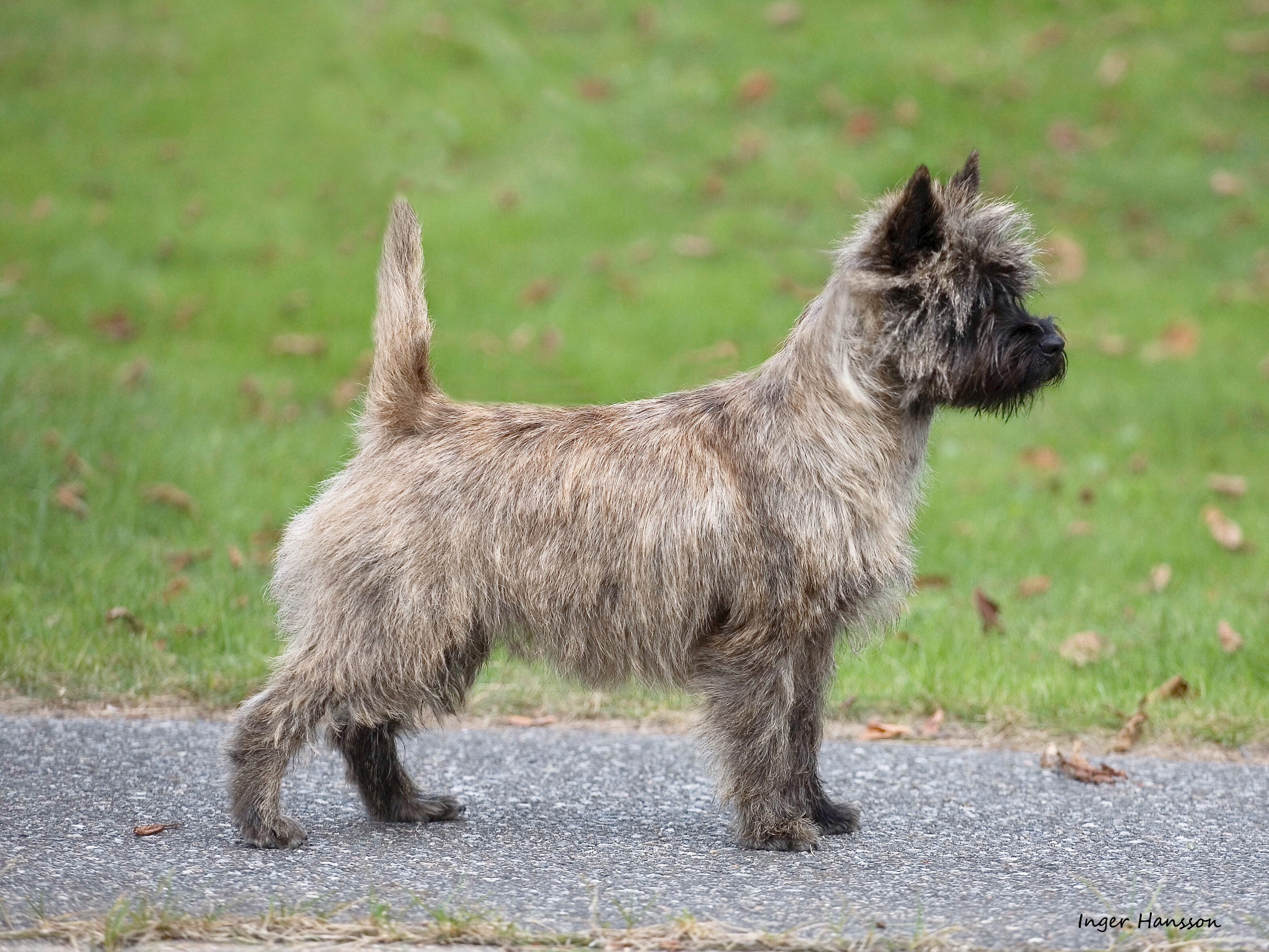 Se Ru Ch Eujw-15 Goldclint’s Going My Way 2 cacib